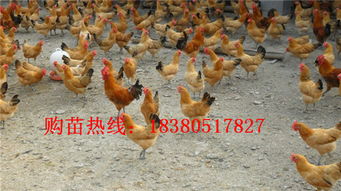 三黃雞苗市場分析 價格、廠家與養殖要點