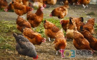 關于溫州某村規范家禽飼養與屠宰管理的通知