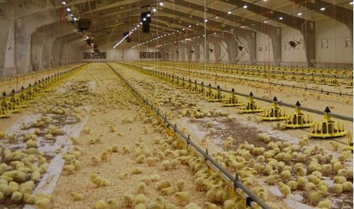 溫氏“公司+農戶”合作模式 譜寫鄉村致富經，引領家禽養殖新篇章