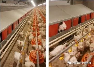 冬季蛋雞產蛋期飼養管理及中?？萍甲詣?手動產蛋箱的應用