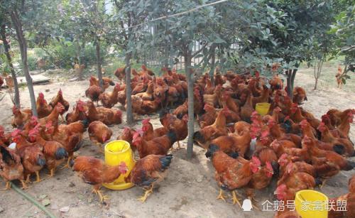 雞價探底回升，光禽產業助力家禽行情向好發展