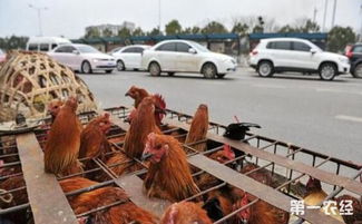 光禽屠宰與生產新趨勢 應對禁養范圍擴大的挑戰與機遇