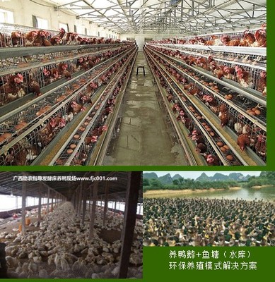 專業助農家禽養殖服務 賦能農戶，提升養殖效益