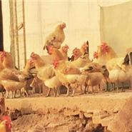 保定家禽養殖基地 光禽批發與現代化屠宰生產全解析